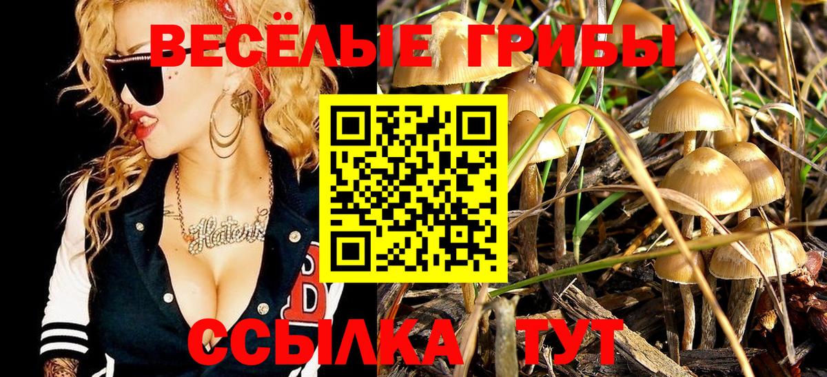 Галлюциногенные грибы Psilocybe Барнаул